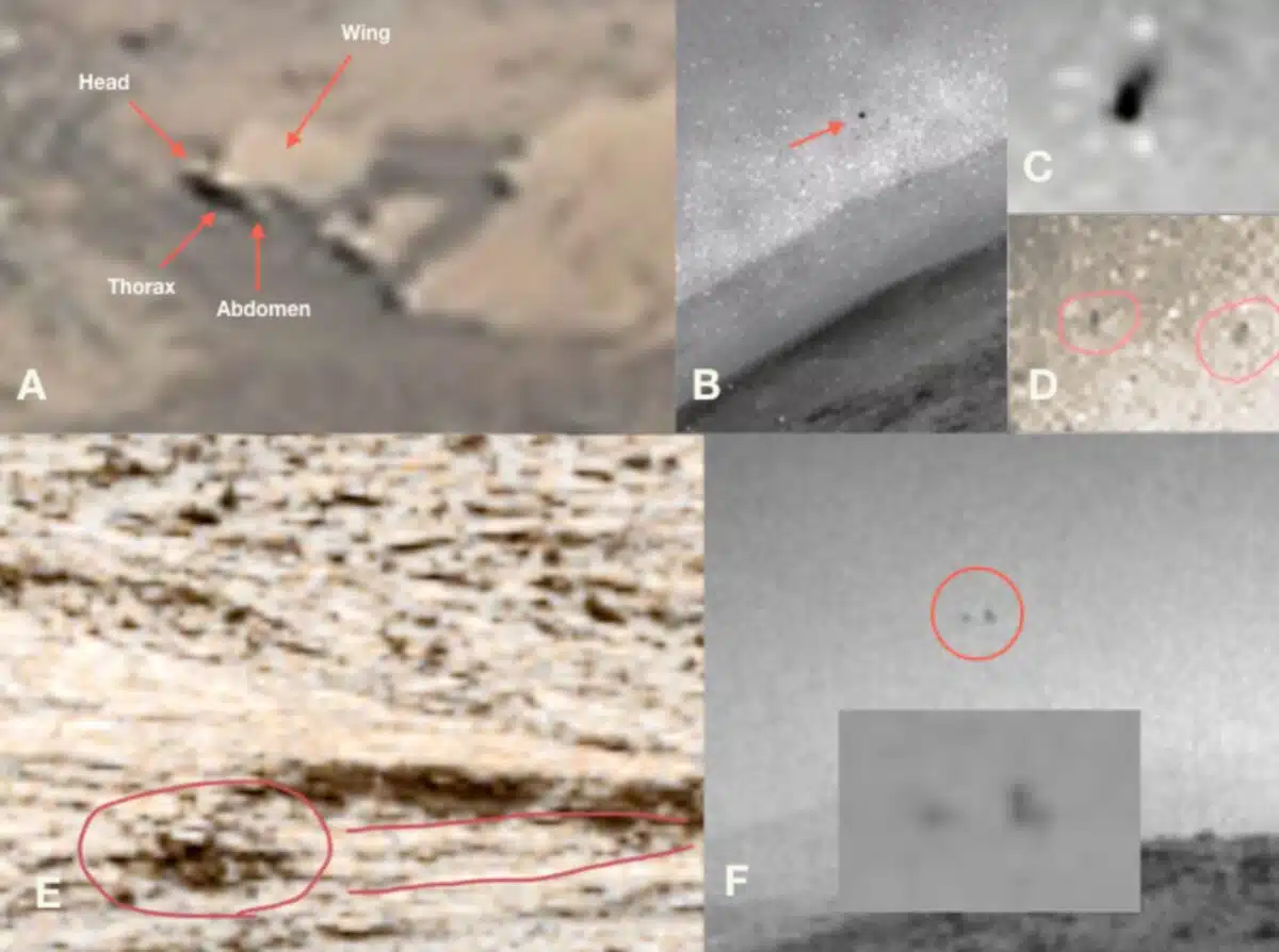 A close-up of Martian terrain with markings indicating insect-like features.