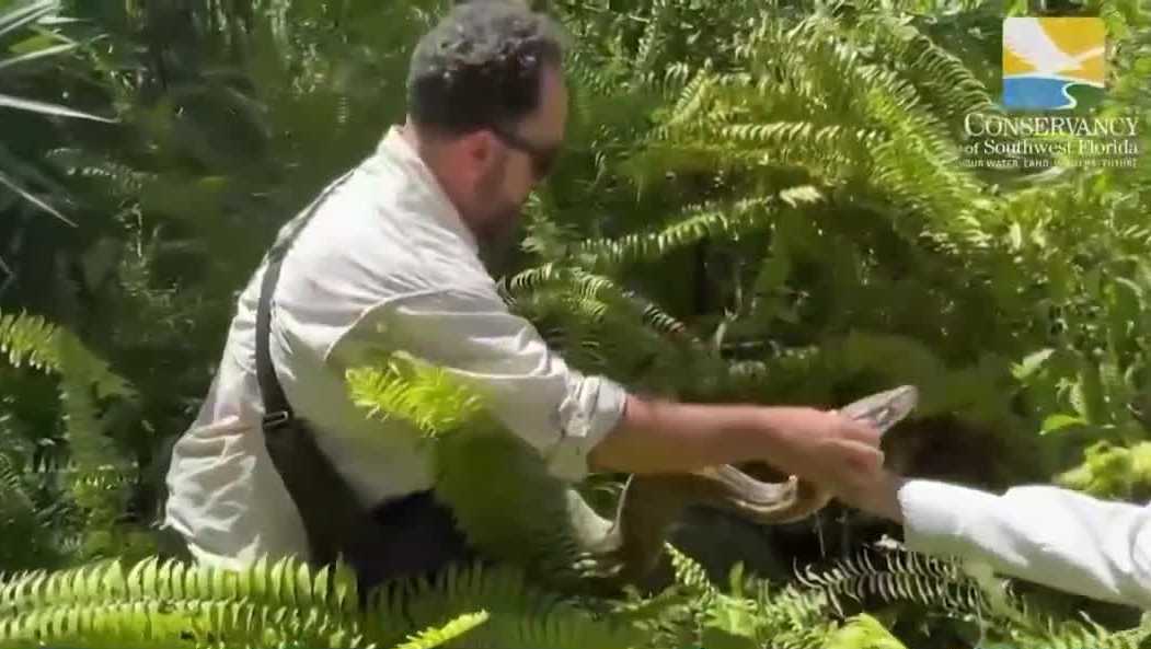 Python problem: Experts say big snakes are moving north to Brevard County