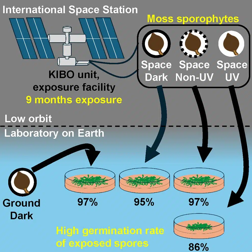 This image is a schematic representation of an experiment performed on moss spores in space.