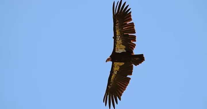 Sad news: The first condor egg laid in the wild on the north coast in decades appears to have been a failure.