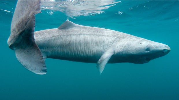 Scientists excited as elusive Greenland shark washes up in Ireland | CBC