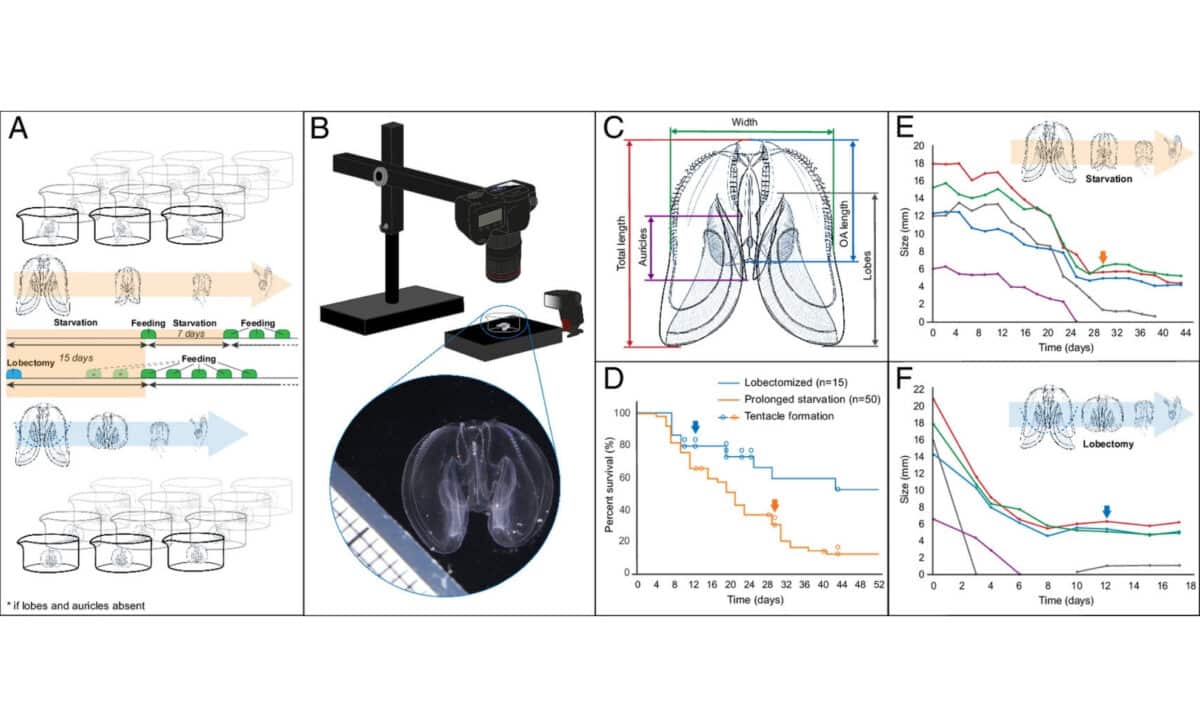 Reverse development of the ctenophore Mnemiopsis Leidyi