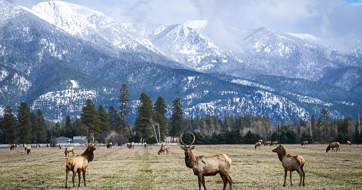 State biologists seek answers to South Fork elk population rut