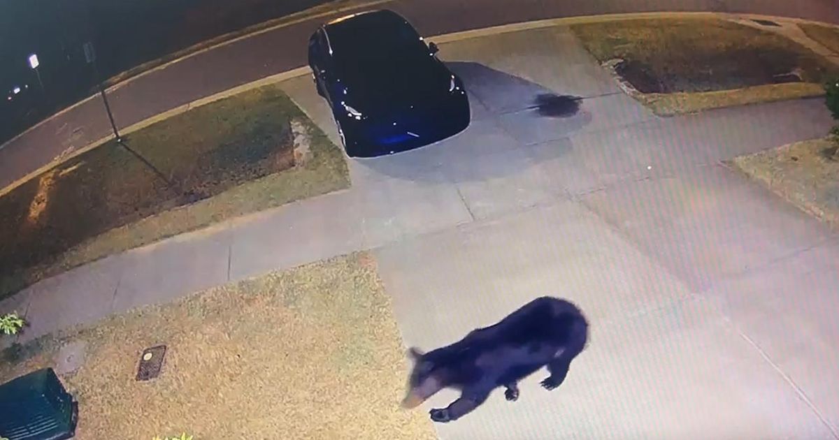 'Surprised and surprised' Durham family discovers black bear with doorbell camera