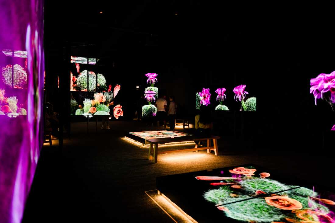 The Royal Air Force Exhibition Gallery will present a multi-screen immersive show displaying FRAMERATE: Desert Pulse on April 14, 2026 at the Desert Botanical Gardens in Phoenix, Arizona.