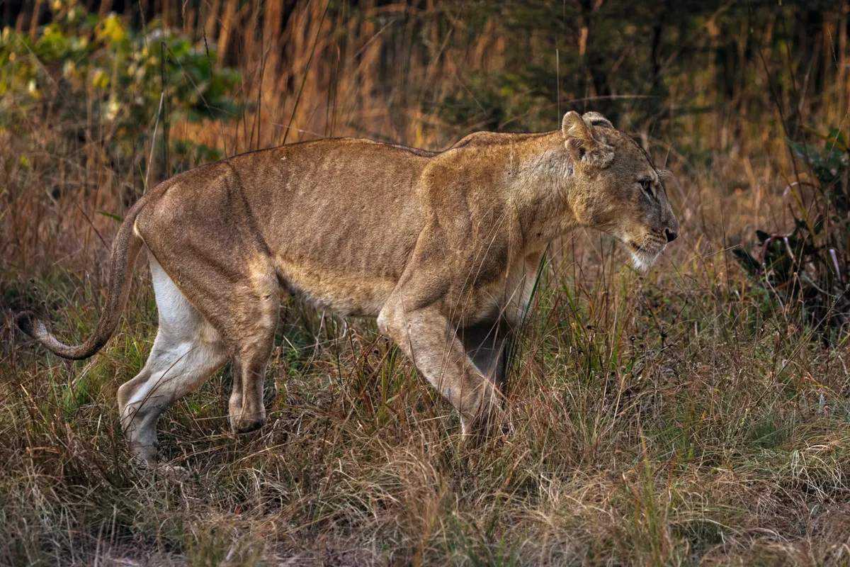 "This trap caused her to lose the lower part of her right hind leg. It robbed her of speed and stealth, forcing her to jump." Meet the three-legged and indomitable survivor | Discover wildlife
