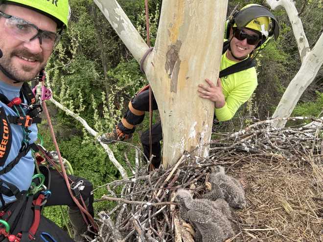 eagle rescue