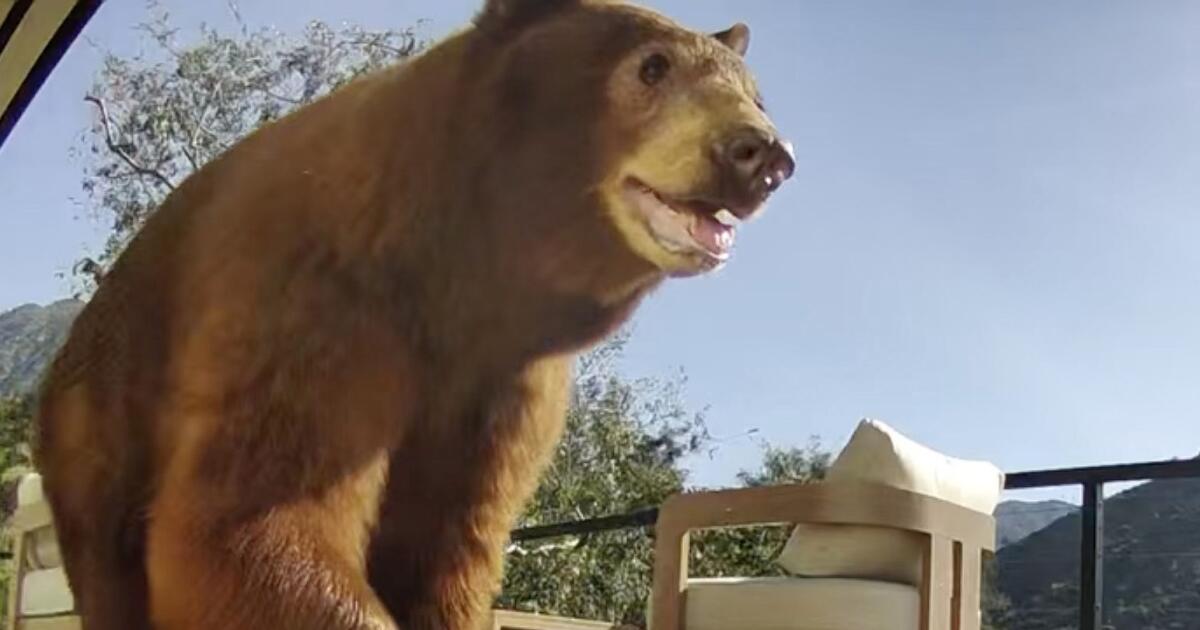 Uproar over mother bear killing could help launch state wildlife coexistence program
