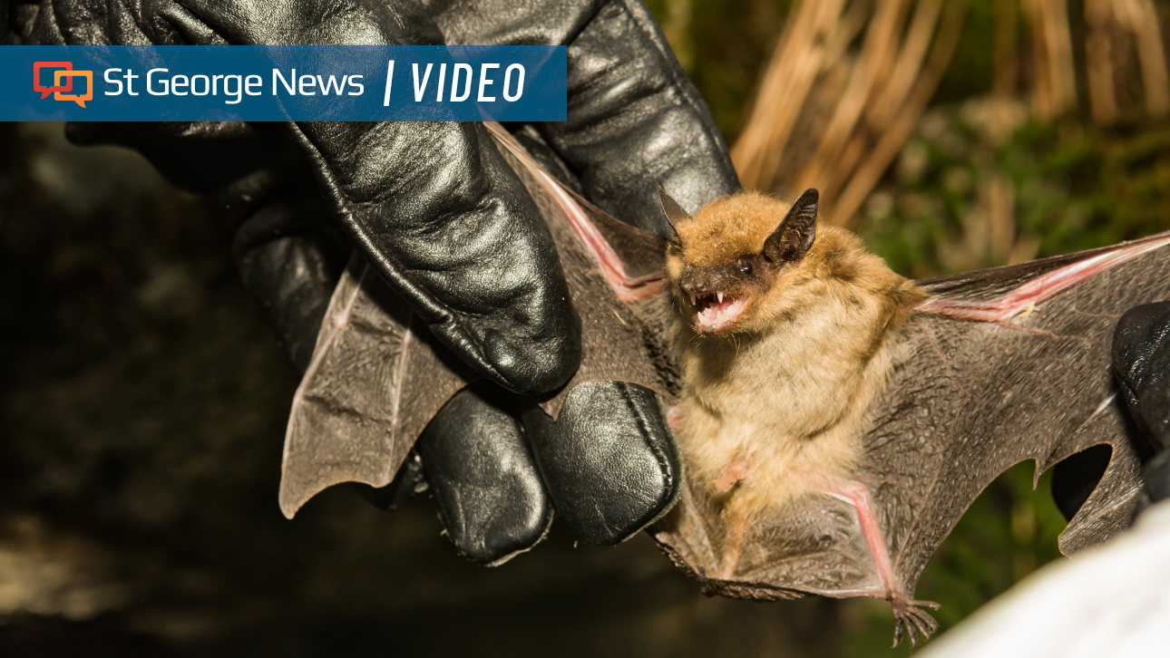Violent bat found in Washington County: What Southern Utahns need to know