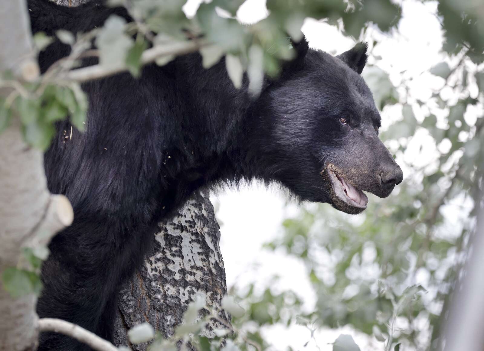 Warm, dry winter could change wildlife patterns in southwest Colorado