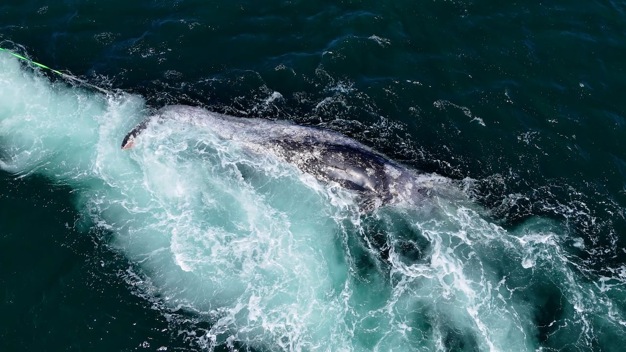 dead whale being towed through the water