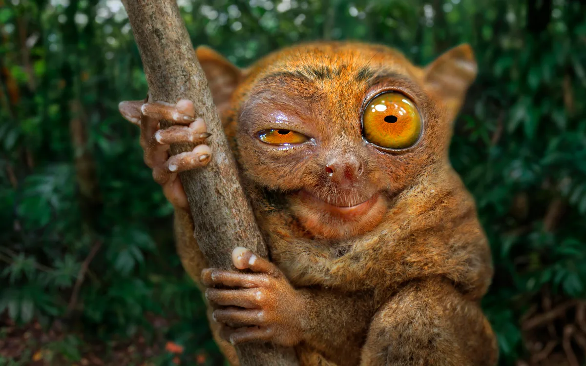 Winking, dancing, pointing, hailing a taxi... 11 hilarious wildlife moments caught on camera | Discover wildlife