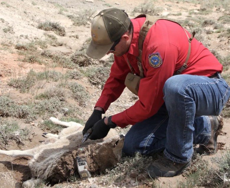 Wyoming mule deer hunters resist restrictions on antler shedding, biologists say it's no longer necessary.